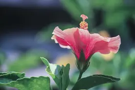 南朝才女张文姬写下一首木槿诗，开篇就是名句，后两句却引人深思图片