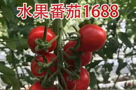 引进自土耳其的优质小番茄品种！单颗50克，比普通小番茄更大更甜图片