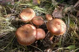 北大荒的秋天釆榛蘑图片