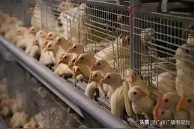 一年吃掉8亿只！没有鸡，广东人吃饭都不香了图片