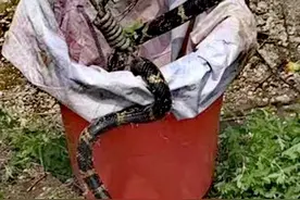 一米多长“大花蛇”进家门，居民吓得赶紧报警……图片