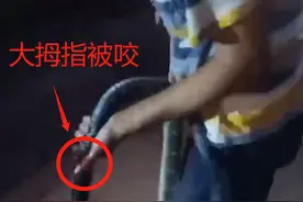 胆真大！村民徒手抓大蛇被咬伤，知情人称当晚人就没了图片