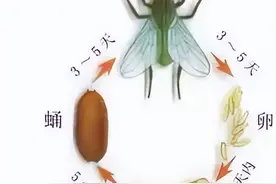 【创建国家卫生县】消灭苍蝇，你知道有多少招吗？图片