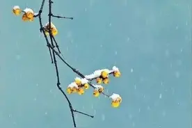 腊梅花开，这样拍太美了！图片