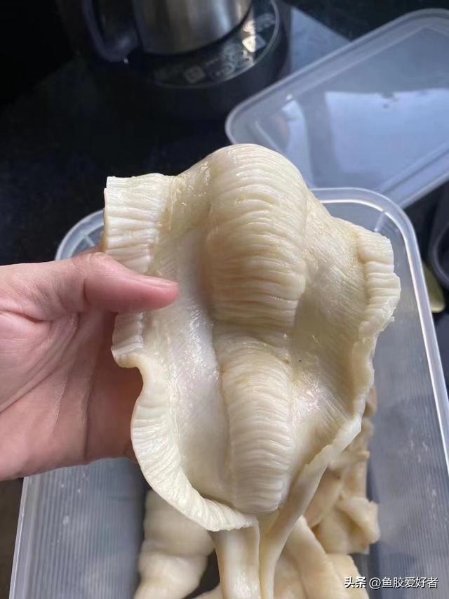 2头陈年安南双芽鱼胶价格 2026年安南双牙鱼胶图片