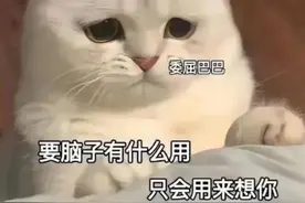 猫咪表情包：要脑子有什么用，只会用来想你图片