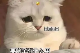 猫咪表情包：要脑子有什么用，只会用来想你图片