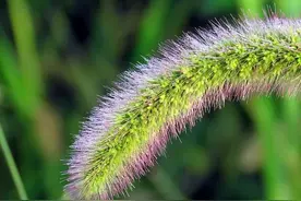 “狗尾巴草”是个宝？经常用它煮水喝，或能帮助解决这4个问题图片