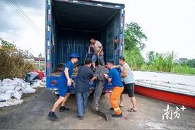 茂名养殖场鳄鱼已抓58条！众人抬鳄鱼运上货车图片