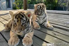 行走吉林丨好可爱，两只满月不久的小东北虎在嬉闹图片