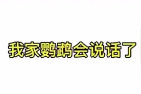 虎皮鹦鹉会说英语唱《孤勇者》图片