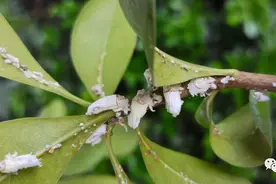 防治蚧壳虫，用对药很关键图片