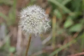 研究：蒲公英在48小时可杀死98%癌细胞？蒲公英煮水抗癌是真是假图片