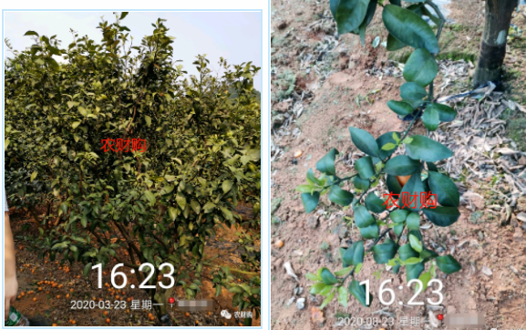 5个真实果园案例分析！下肥、保果、打药工作详解，对号入座