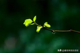 杜甫诗词里的春天，治愈了自己，也治愈了无数读者图片
