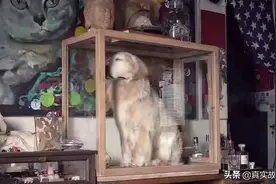 为了陪伴，把死去的宠物做成标本，是一种怎样的体验图片