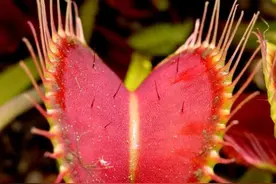 世界上真的有会吃人的植物吗？图片