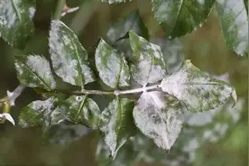 天气变热后，快速生长的植物叶子上长白粉，可提前预防，治疗简单图片