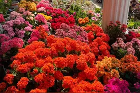 玉树砍了吧，嫁接长寿花，一个月后，满树大花球图片