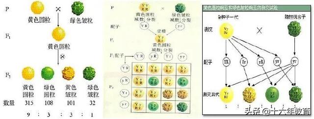 高中生物重要生化知识图解记忆（建议收藏）