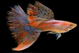 为什么孔雀鱼越养越难看？这2个原因，你都知道吗？图片