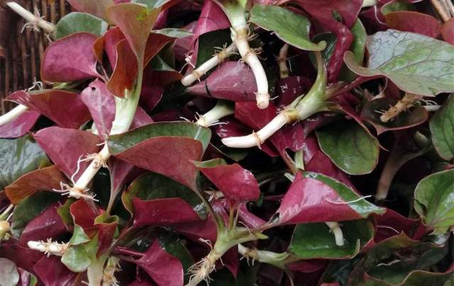 四川省民生研究会新媒体中心-官网