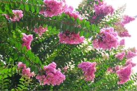 紫薇：盛夏花开，红艳满堂 | 绿会保护地科普图片