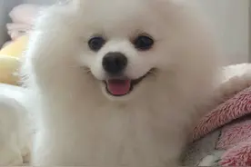 网友自己给家里的博美剪毛，剪完就后悔了，狗：你自己看看好看吗图片