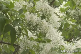 微游河北｜石家庄秀水公园流苏盛开图片