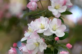 福彩赏花 | 西府海棠：绿鬓朱颜 风情万种图片