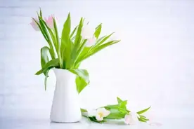 当你不想合群的时候，学一学猫的智慧，就知道怎么做了图片