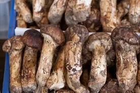 夏天到了，16种云南野生蘑菇辨别图片，带你认识不同的蘑菇和吃法图片