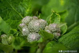牛膝：治膝病专药，引气血及药物下行（一）图片
