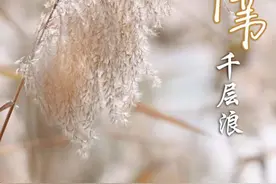 风吹芦苇千层浪图片