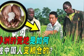 中国人教非洲种水稻，万年荒地变粮仓！他们是如何做到的？图片