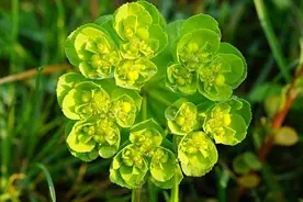 世上既有“护眼”植物，也有误食会导致失明的植物图片