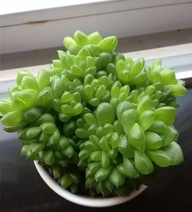 270种常见多肉图谱，一分钟认全！