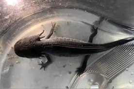 “六角恐龙”图片