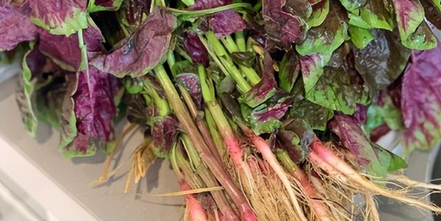 6月，荠菜、马齿笕靠边站！遇见这菜抓紧吃，蛋白质含量极高，鲜嫩好吃不上火