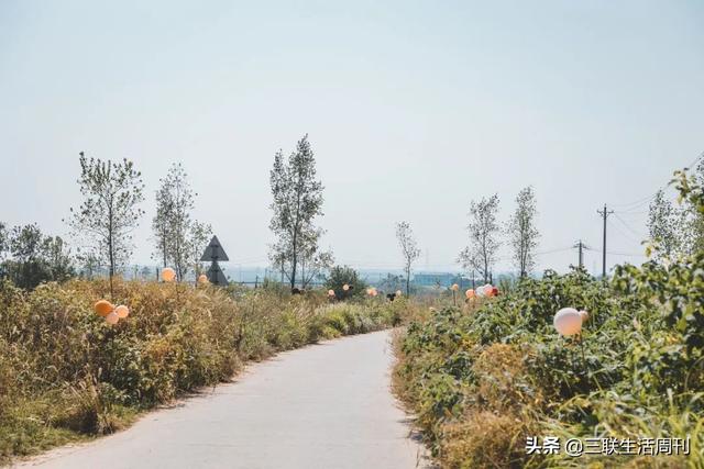 我回农村办新式婚礼:自己策划,村民夸奖,还登上了热搜