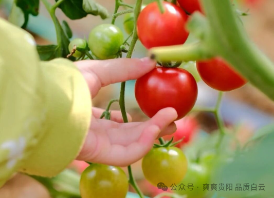 魅力白云喜迎国庆客潮 景区绽放别样风采