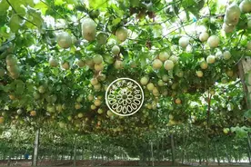 百香果搭架方式①：平棚的优缺点图片