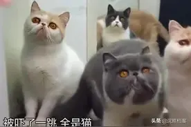 2017年，上海孕妇为了和猫同居，背着丈夫将四个月大的胎儿打掉图片