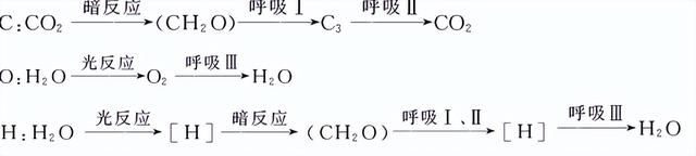 高中生物-细胞代谢