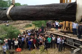 2012年四川一农民挖出价值上千万的乌木，当地政府：归国家所有图片
