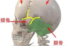人体奥秘之太阳穴（翼点）组成的记忆秘诀（考试必备）图片