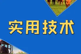 肉牛应急饲养技术指南图片