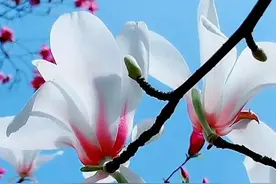 玉兰花开喜报春，芳香四溢伴你行，别忘了花后5“恶疾”要严防图片