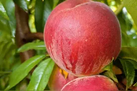 桃树一年打几次药？图片