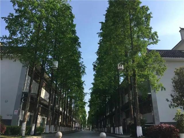 K9和K12学校，在升学方面到底能有多大优势？